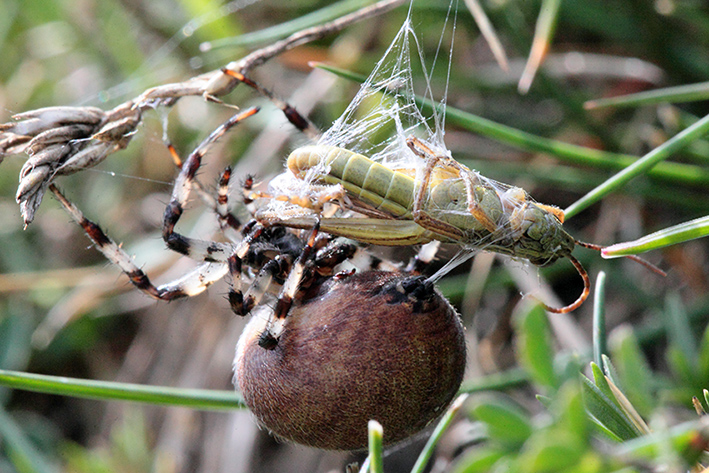 Araneus quadratus - Molini di Triora (IM)